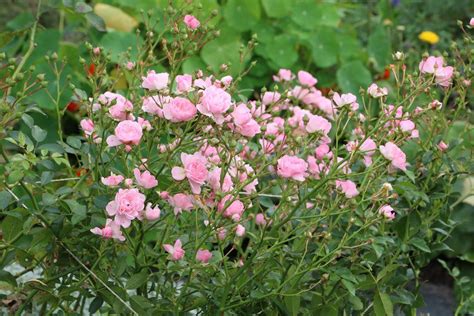 Rosenpflege Im Jahresverlauf Rosen Richtig Pflanzen Und Pflegen