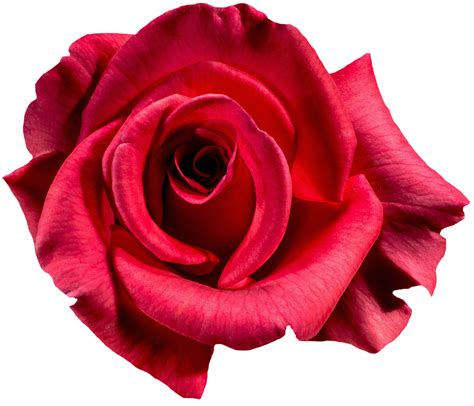 Foto Gratis Rosa Rojo Flor Rosa Flores Imagen Gratis En Pixabay
