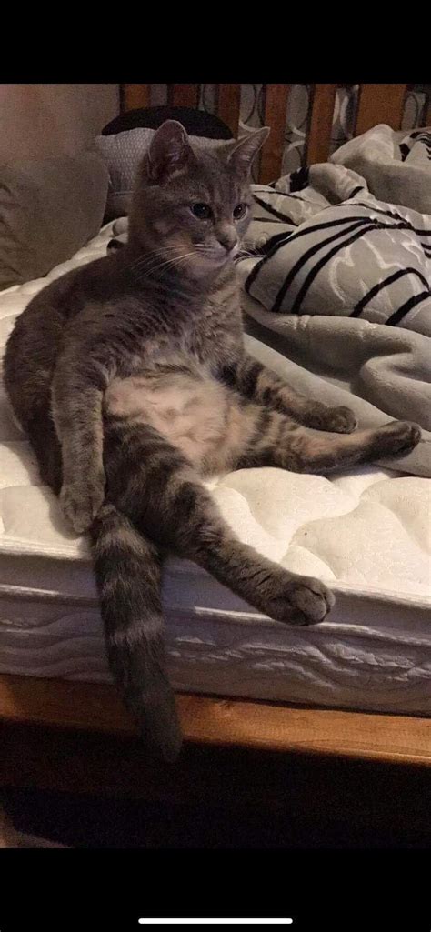 My Brothers Cat Being A Big Derp Raww
