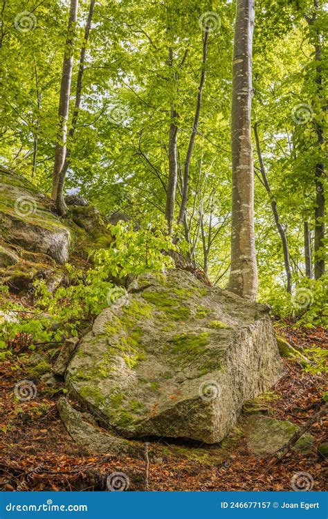 Huge Boulders And European Beech Forest Stock Image Image Of