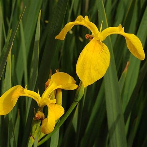Iris Pseudacorus Yellow Flag Iris הגן הבוטני