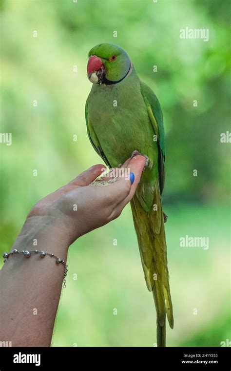 Woman Hand Feeding Rose Ringed Parakeet In St Jamess Park London