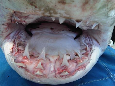Great White Shark Teeth Inside The Mouth Of A Great White Shark