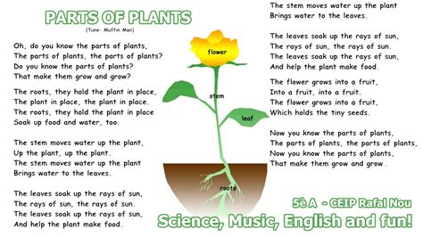 Plant parts and their functions classroom video edition. Parts of plants song - YouTube