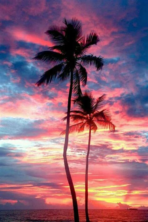 100 Sunset With Palm Tree Wallpapers