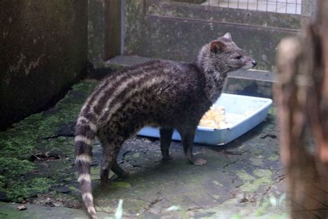 Small Indian Civet June 2016 Zoochat