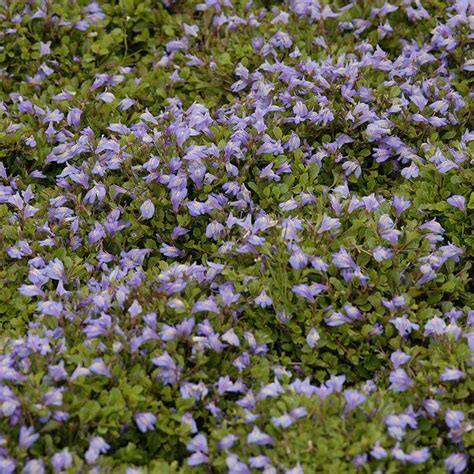 Purple Mazus Great Garden Plants