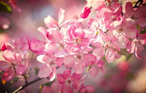 Wallpaper Macro Cherry Branch Spring Flowering Flowers Bokeh