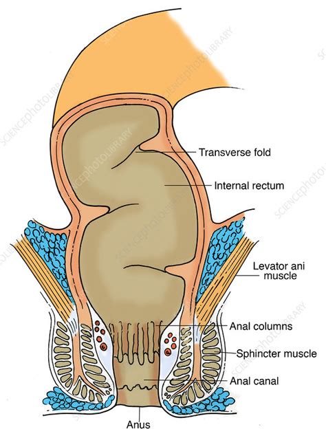 Illustration Of Rectum Stock Image F0315206 Science Photo Library