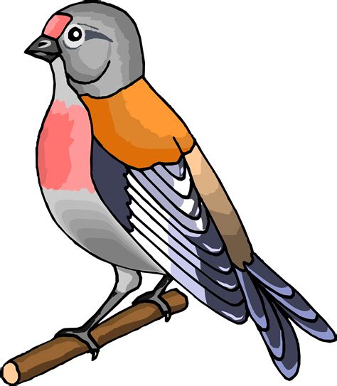40 Cartoon Bird Picture Png Special Image