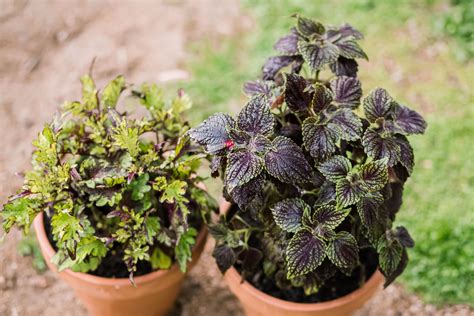 How To Grow Coleus Plants In Containers