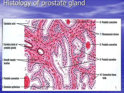 Ppt Histology Of The Male Reproductive System Repro 5 Powerpoint