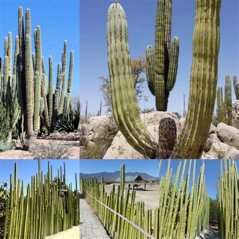 2023s Tips To Care For Penis Cactus Echinopsis Lageniformis In Garden