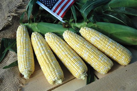 American Dream Bi Color Sweet Corn Corn Products Vegetables