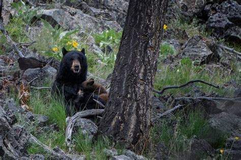 Jorn Vangoidtsenhoven Wildlife And Nature Photography Feeding Bear Cubs