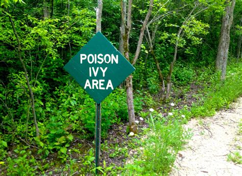 5 Poisonous Plants To Avoid In Wisconsin Wiscontext