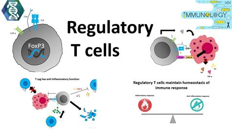 Regulatory T Cells Youtube