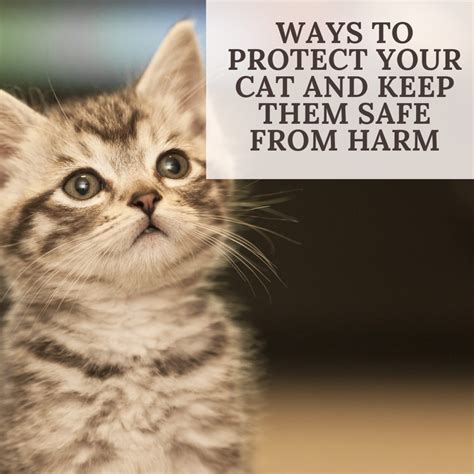 How To Keep Your Cat Safe Pethelpful