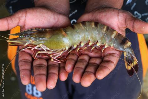 Tiger Prawn In Hand Penaeus Monodon Shrimp In Hand Prawn Farming In