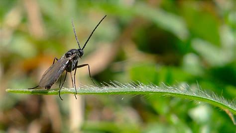 Most Common Pests In Cannabis Fungus Gnats Fast Buds