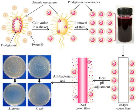 Adopt A Bacterial Pigment Serratia Marcescens Prodigiosin A