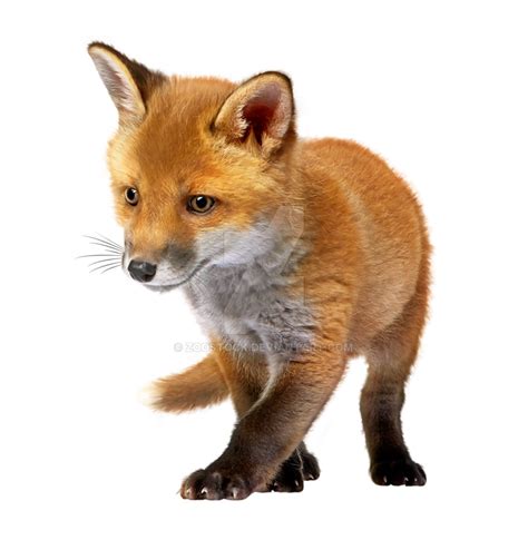 Little Fox On A Transparent Background By Zoostock On