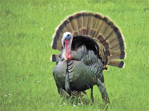 Greenpeace says it found plastic waste from uk supermarkets dumped and burned at. Feathered Friends - Wild turkey's American status beyond ...