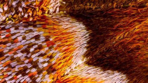 Abstract And Extreme Close Up Photographs Of Butterfly Wings Made From