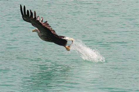 Jumping Jack Flash Sea Eagle After Landing Nose Diving And Catching A