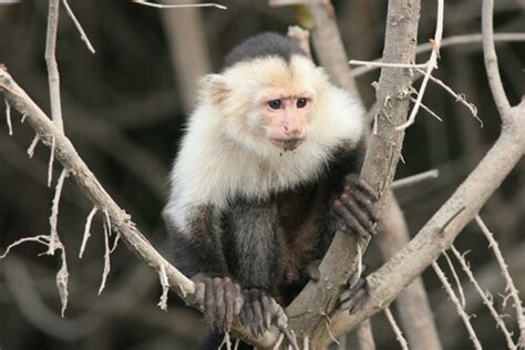 Mono Capuchino Cebus Características Hábitat Y Comportamiento Mis