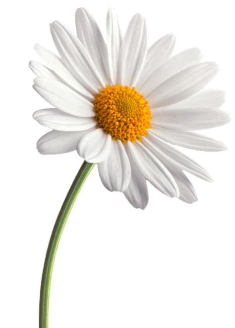 Transparent Background Daisy Png Png Image Collection