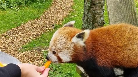 Where to Find Red Panda Experiences in the UK