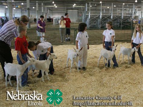 4 H And Ffa Goat Show Photos 2008 Lancaster County Fair Nebraska Extension In Lancaster