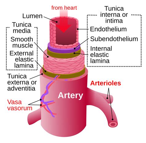 Blood flows throughout the body tissues in blood vessels, via bulk flow (i.e., all nutrients and metabolic end products move between the capillary vessels and the surroundings of the cell through. Artery - Wikipedia