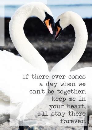 There's no need to curse god if you're an ugly duckling. Quotes About Love And Swans. QuotesGram
