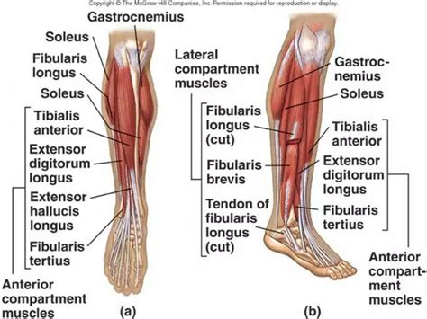 Lower Leg Anatomy Front Leg Muscles Anatomy Leg Anatomy Leg Muscles