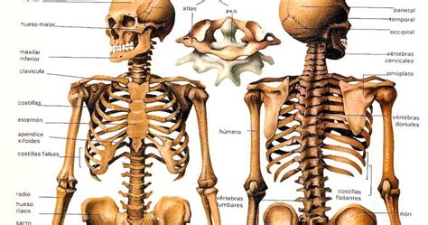 Los Huesos ¿qué Son Anatomía Funciones Tipos Características Y