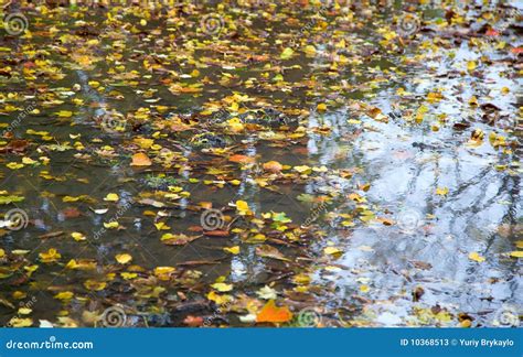 Autumn Puddle Stock Image Image Of Season Pool Leaf 10368513