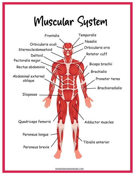 Muscular System Worksheets For Kids