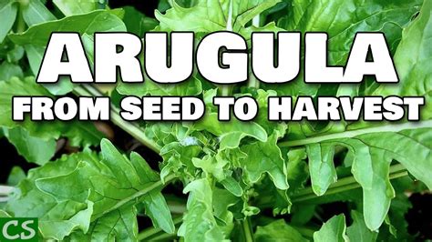 Growing Arugula From Seed To Harvest Youtube