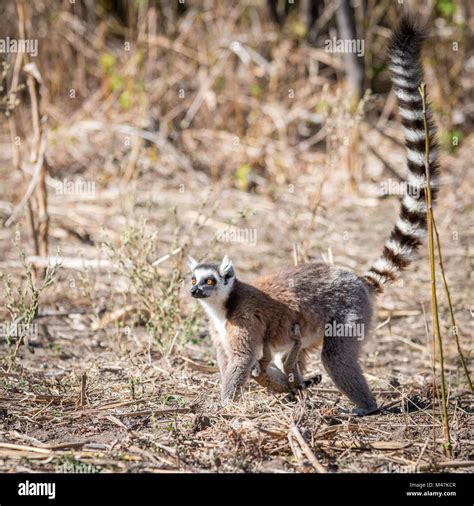 Ring Tailed Lemur Tail Hi Res Stock Photography And Images Alamy