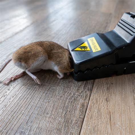 Traditional And Latest Rodent Traps Pest Supply Canada