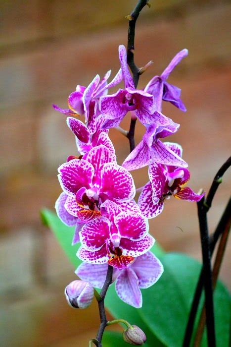 Pink Orchid Flowers Blossom Free Image Download