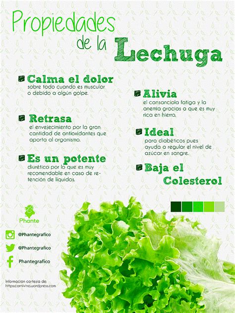 Vitaminas De La Lechuga Y Sus Beneficios Estos Beneficios