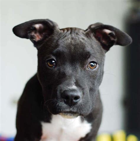 L'american staffordshire terrier est donc proche de l'american pitt bull terriers. Ali the American Staffordshire Terrier Mix