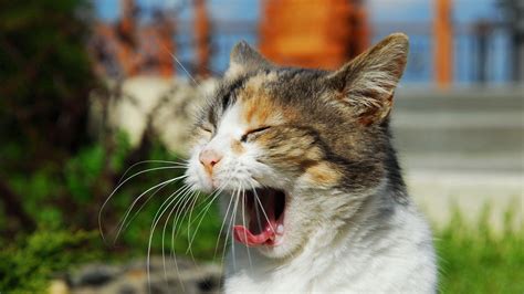 Download Wallpaper 1920x1080 Cat Cry Yawn Sunlight Muzzle Full Hd