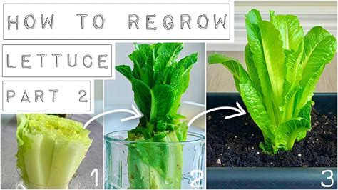 How To Regrow Lettuce Part 2 When And How To Plant In Soil Youtube