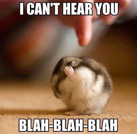 Pin By Corey Nichols On Eläimet Funny Animal Jokes Funny Hamsters Cute Hamsters