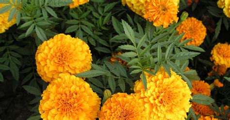 They are among several groups of plants known in english as marigolds. Tagetes: Bodenverbesserung - Mein schöner Garten