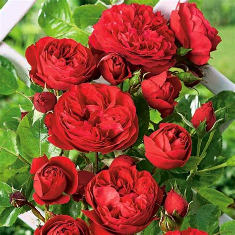 Róża pnąca czerwona - sadzonka z bryłą korzeniową w Sklep-Nasiona | Sprawdź darmową wysyłkę